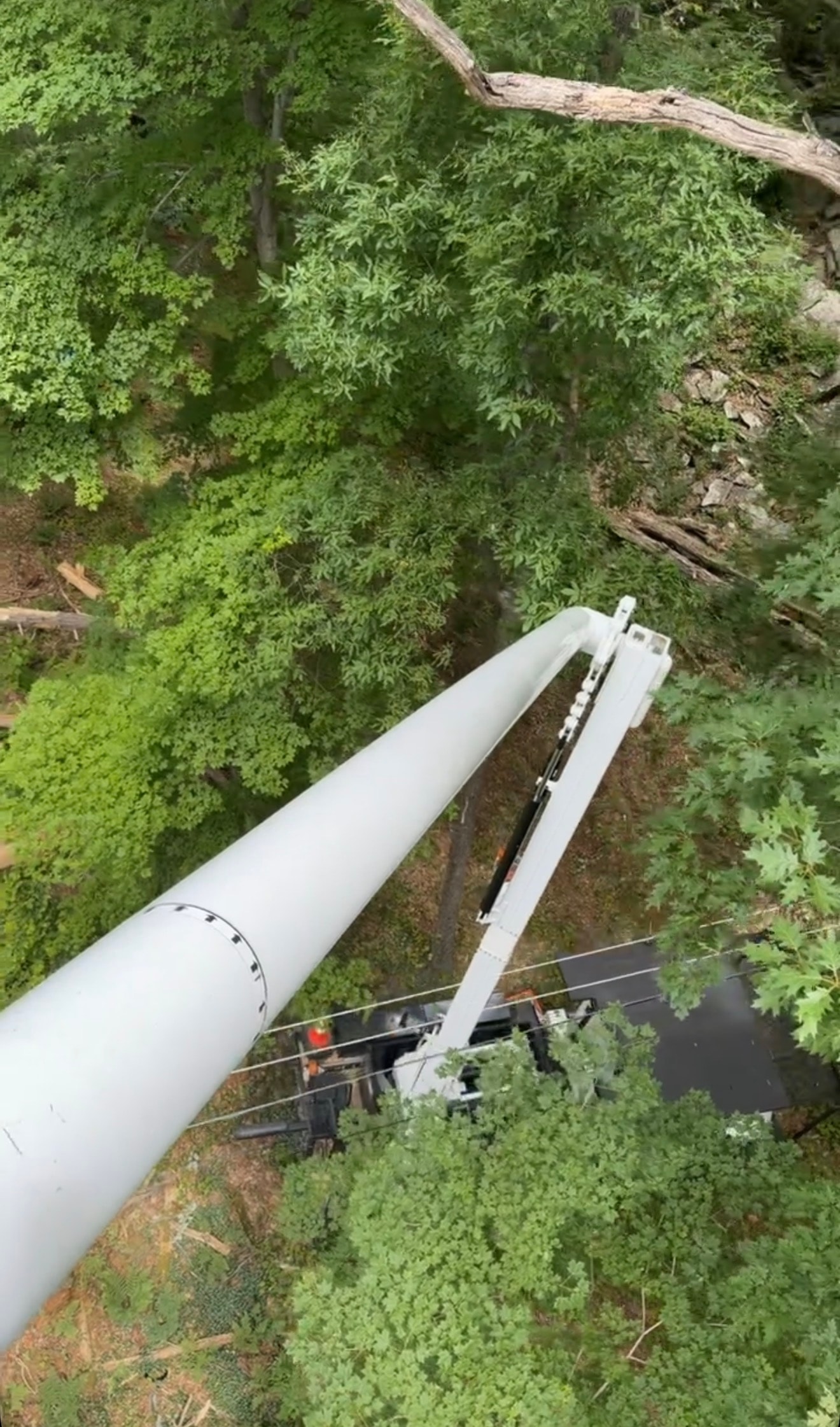 Tree Removal